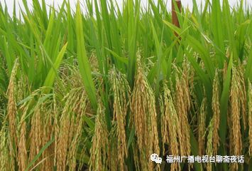 老百姓没必要打宫颈癌疫苗…华大基因火了,掌