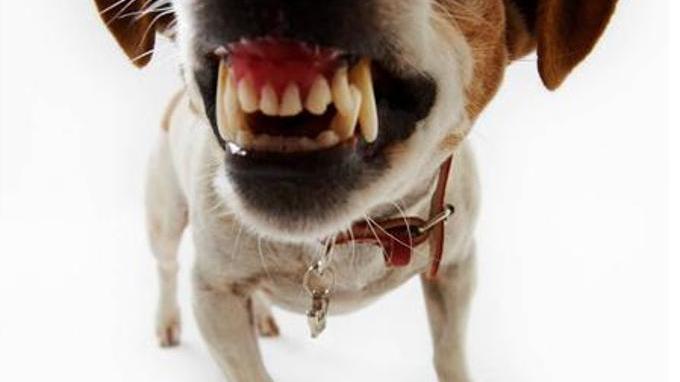 福州5龄童遭狗扑咬,血肉模糊!恶犬伤人到底是谁的错?