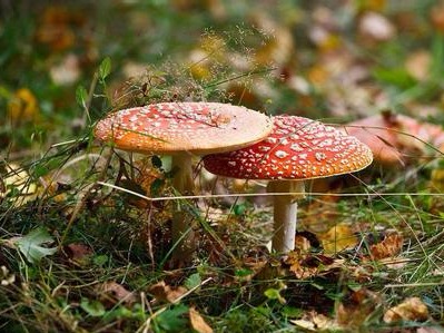 野蘑菇汤明明用土法验过毒还是出事了 医生：荒唐