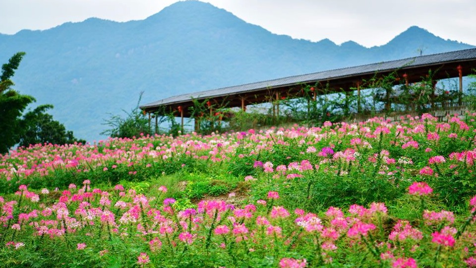 【大美福州】孔元村金秋花开灿烂 醉蝶花花海引游人