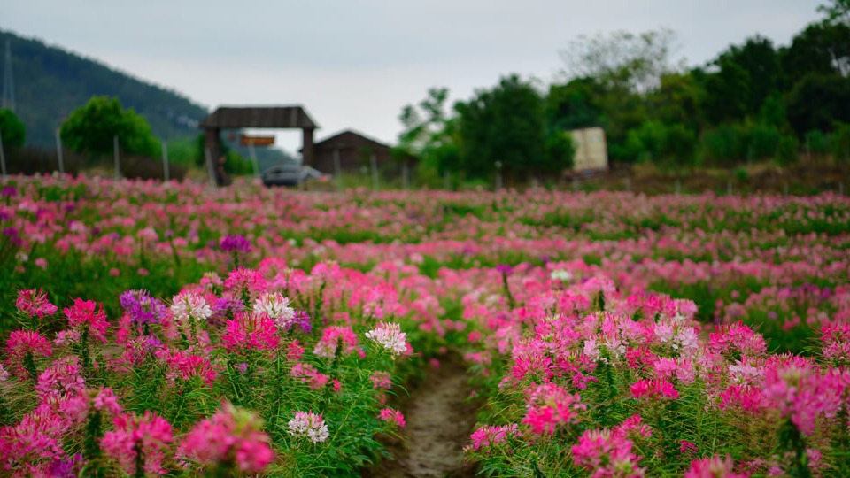 【大美福州】孔元村金秋花开灿烂 醉蝶花花海引游人