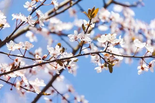 永泰嵩口百米春宴揭开春的序幕！