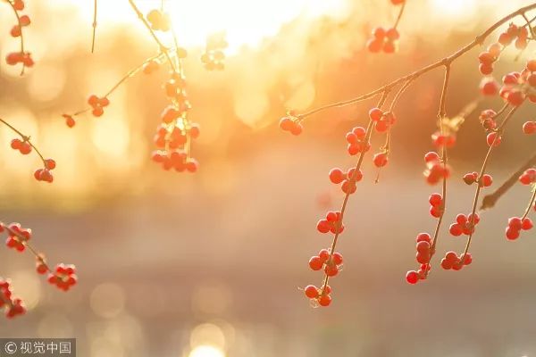 今天,是己亥猪年的第一个工作日!