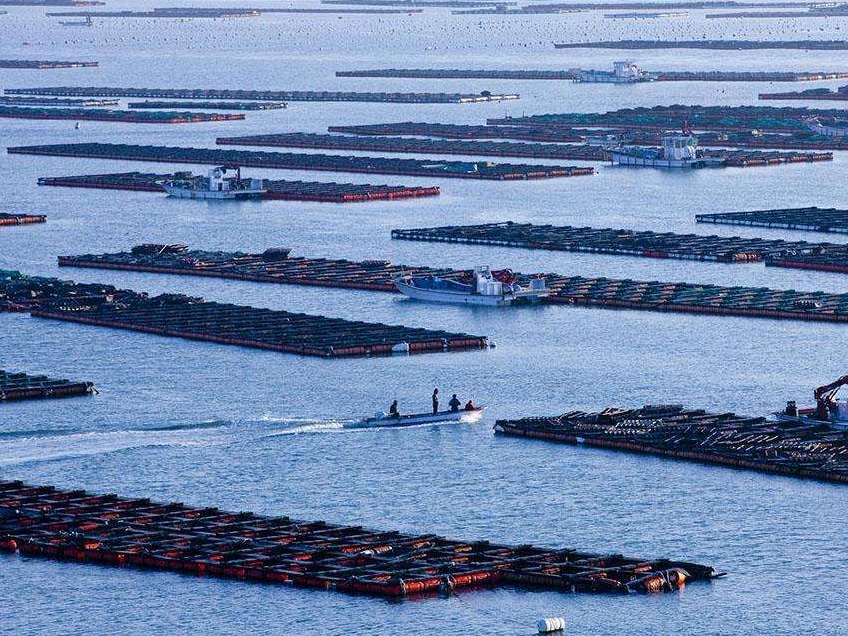 1980年渔业经济总产值_我市海洋经济总产值同比增长35