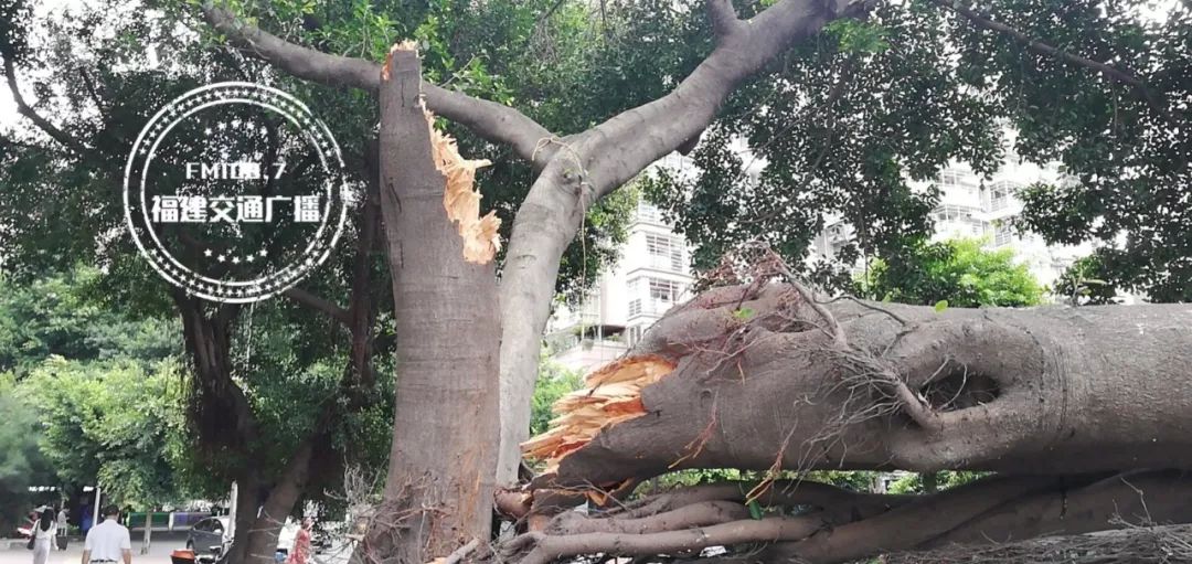 嘭!又倒了!福州市区又有一棵大榕树轰然倒塌!