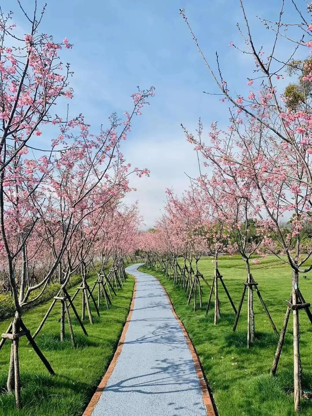 季节,想要体验人少景美的樱花盛景,那不妨去福州鲤鱼洲樱花岛走走