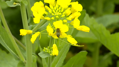 从高空俯瞰,柔和的金色光芒洒在田间,乡村建筑和大片的花海相映成趣