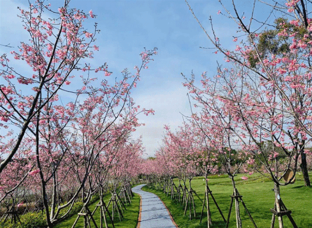季节,想要体验人少景美的樱花盛景,那不妨去福州鲤鱼洲樱花岛走走