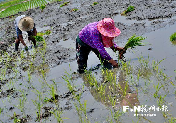 福州全力推动耕地抛荒撂荒整治 复耕率提前过半
