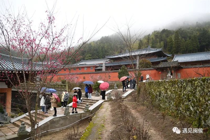 (游客沉浸其中,探梅寻禅)据悉,雪峰崇圣禅寺共种植有百余株品种不一