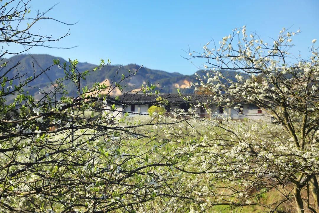 漫山遍野李花开闽清赏花正当时