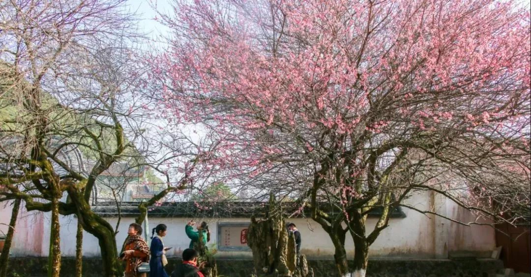 福州这处千年古刹迎来最美梅花季!