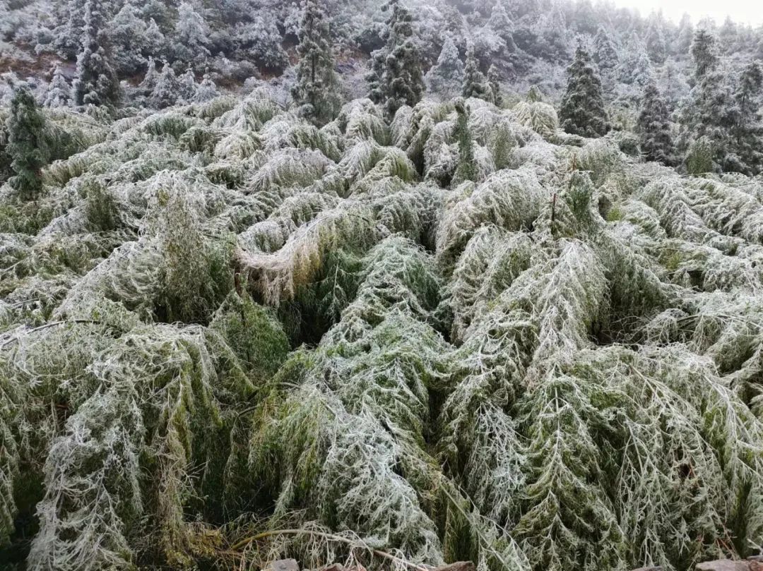 福建漳州下雪图片